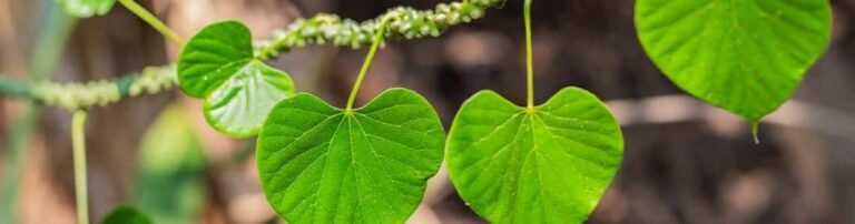 ayush guduchi powder