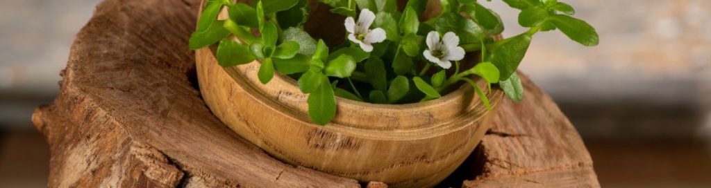 USES OF BRAHMI, THE WONDER PLANT OF AYURVEDA